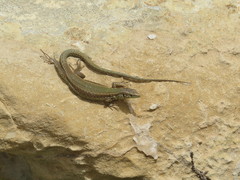 Podarcis filfolensis maltensis