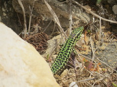 Podarcis filfolensis maltensis