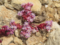 Sedum caeruleum
