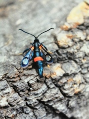Synanthedon culiciformis