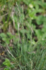 Festuca valesiaca