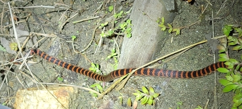 Red-banded Snake