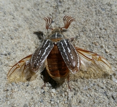 Polyphylla barbata