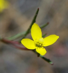 Camissonia strigulosa