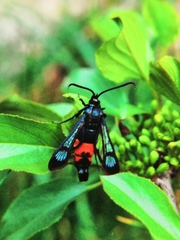 Synanthedon stomoxiformis