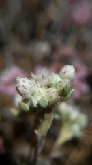 Stylocline gnaphaloides