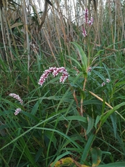 Persicaria madagascariensis