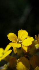 Erysimum teretifolium