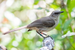 Mimus graysoni