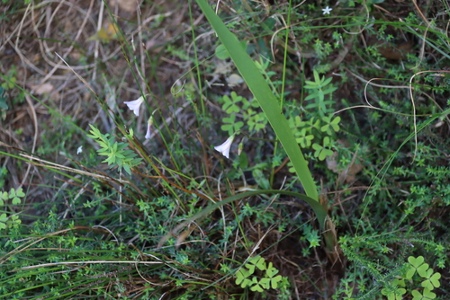 Image of Tooth Sorrel (Oxalis dentata) by (c) Tony Rebelo, some rights reserved (CC BY-SA)