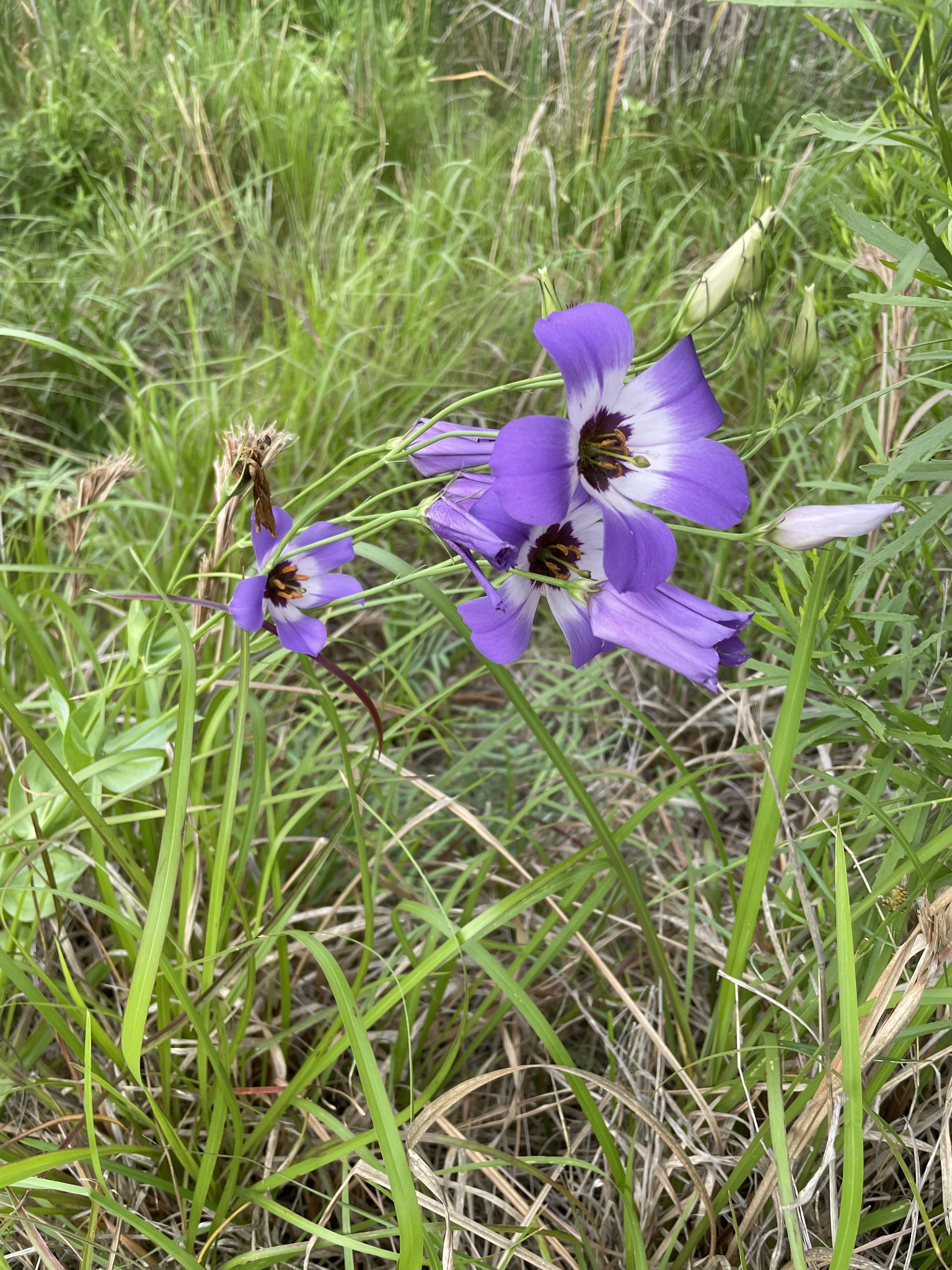 Imagem de Lisianthus