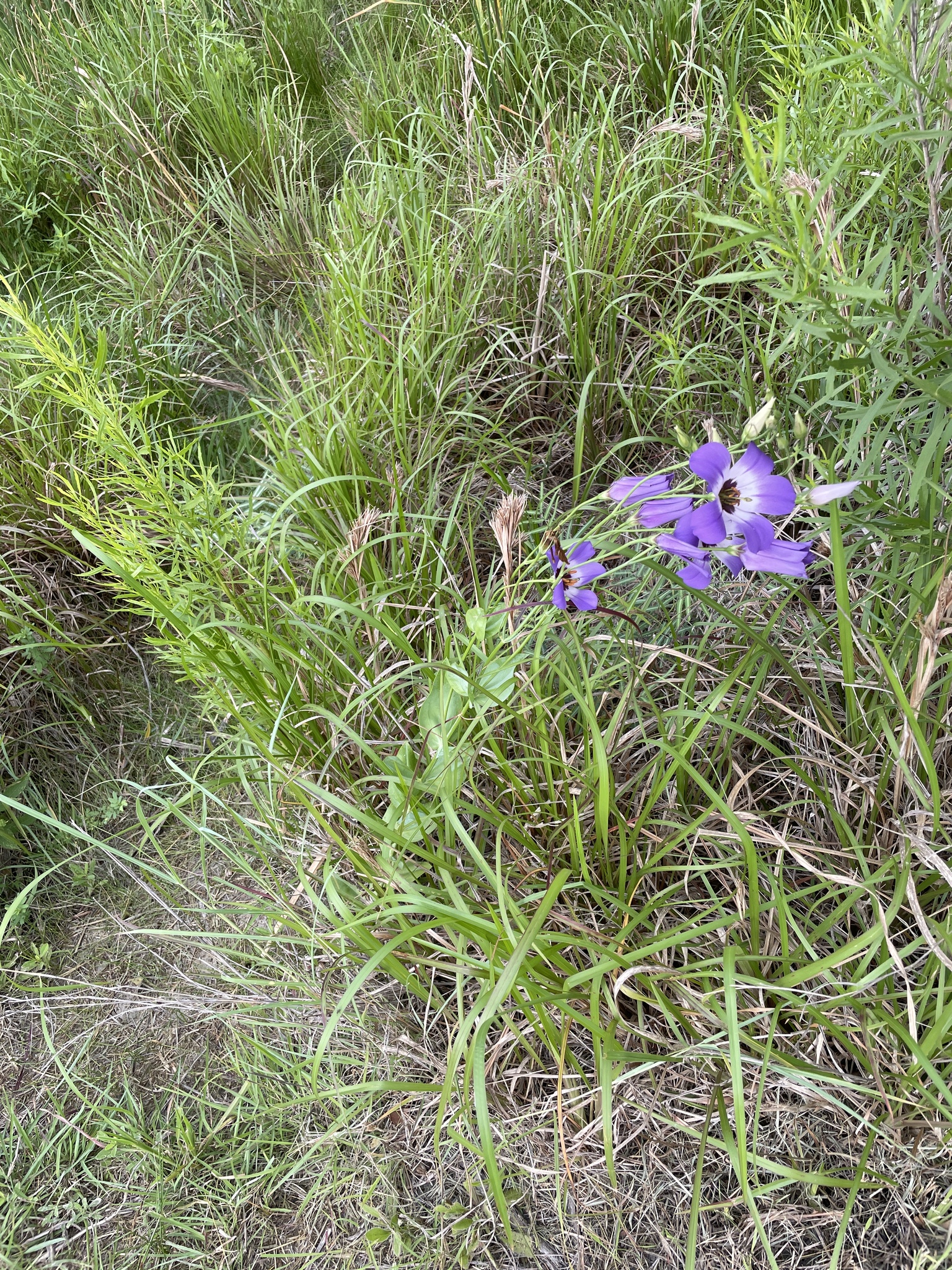 Imagem de Lisianthus