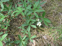 Potentilla alba