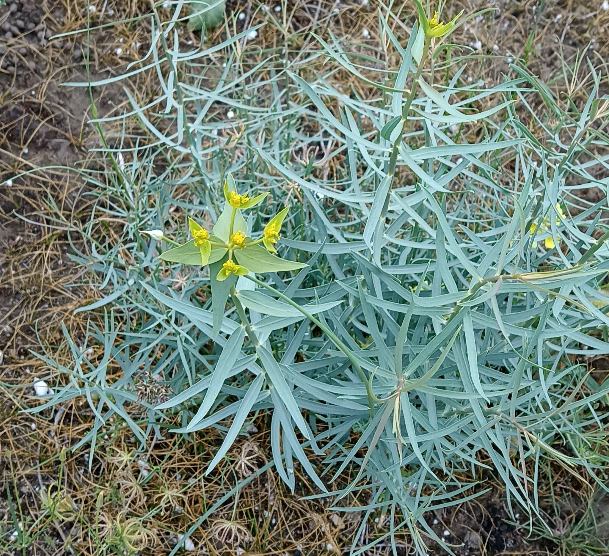 Euphorbia heteradena
