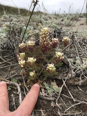 Castilleja exserta latifolia