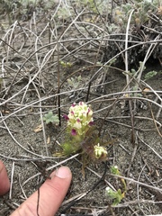 Castilleja exserta latifolia