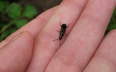 Philonthus decorus