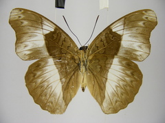 Cymothoe indamora indamora