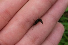Philonthus decorus