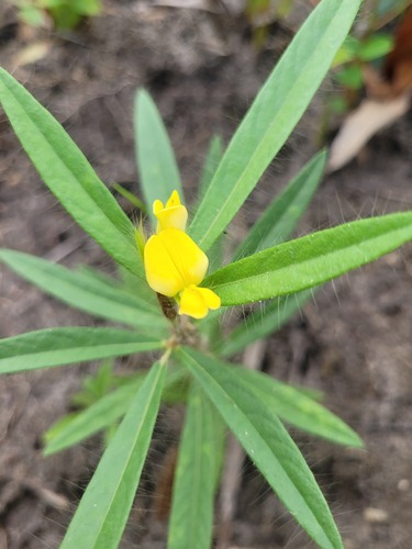 Eriosema crinitum