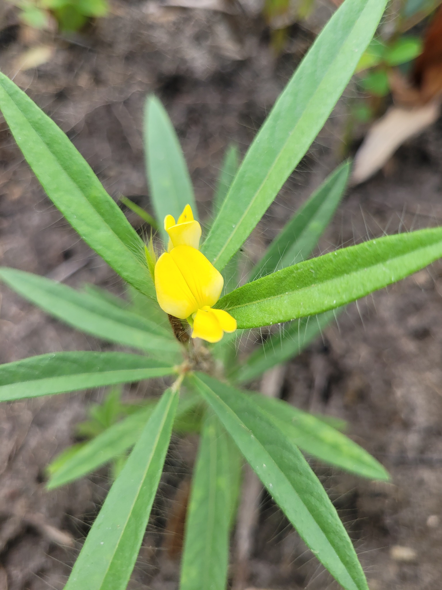 Eriosema crinitum