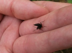 Philonthus decorus
