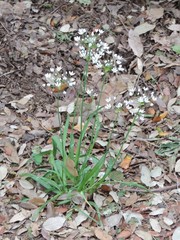 Allium subhirsutum