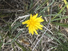 Nothocalais cuspidata