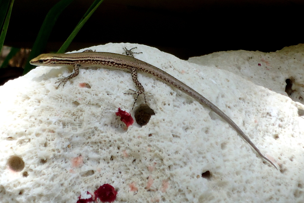 Fiji Snake-eyed Skink