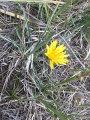 Nothocalais cuspidata