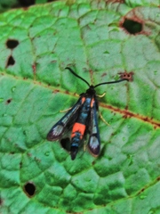 Synanthedon stomoxiformis
