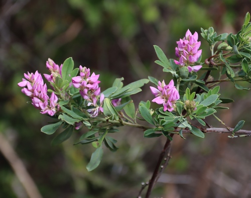 Image of Indigofera cytisoides by (c) Tony Rebelo, some rights reserved (CC BY-SA)