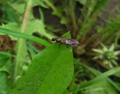 Philonthus decorus