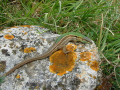 Podarcis melisellensis