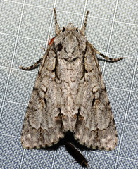 Acronicta laetifica