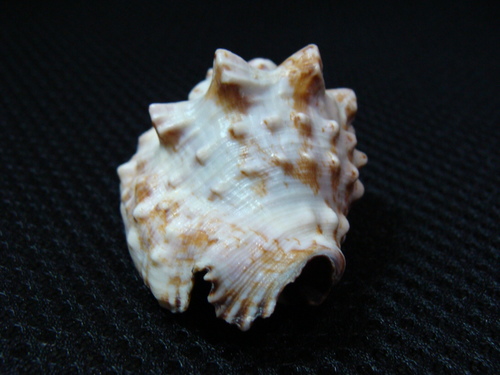 Lentigo pipus