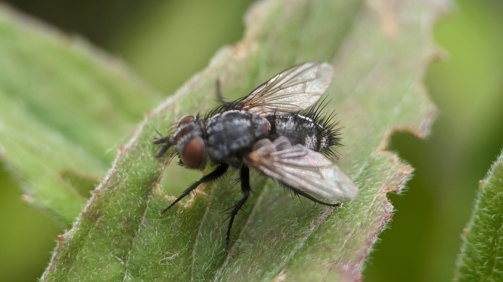 Phryxe vulgaris