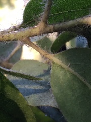 Arctostaphylos columbiana