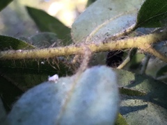 Arctostaphylos columbiana