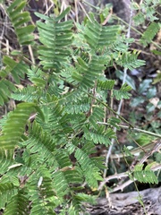 author not stated, no rights reserved Senegalia schweinfurthii, photograph author not stated, no rights reserved