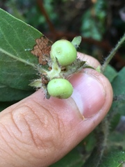 Arctostaphylos columbiana