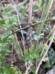 Senegalia schweinfurthii, photograph author not stated, no rights reserved