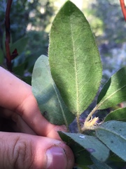 Arctostaphylos columbiana