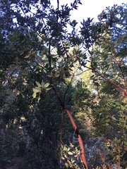 Arctostaphylos columbiana