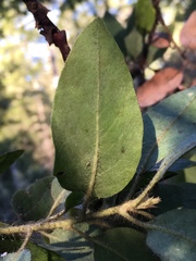 Arctostaphylos columbiana