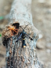 Synanthedon andrenaeformis