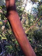 Arctostaphylos columbiana