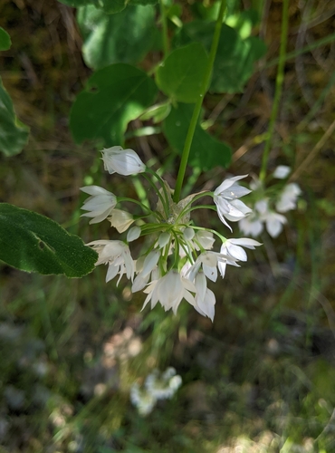 Image of Allium membranaceum by (c) Kayla Sweeten, some rights reserved (CC BY)