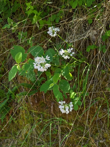 Image of Allium membranaceum by (c) Kayla Sweeten, some rights reserved (CC BY)
