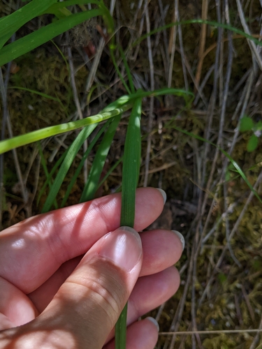 Image of Allium membranaceum by (c) Kayla Sweeten, some rights reserved (CC BY)